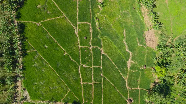 Aerial view of rice fields in Asia