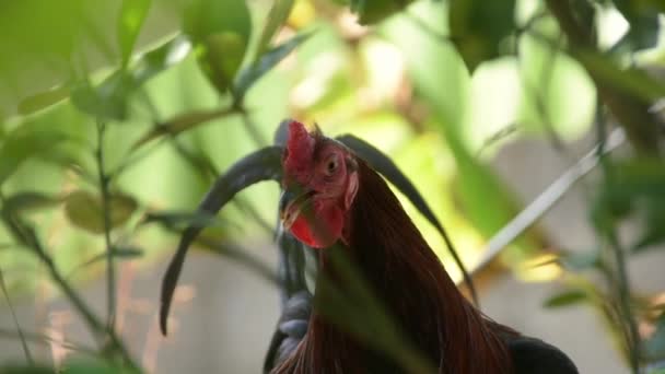 チキンのクローズアップ肖像画 カメラを見ている鶏 — ストック動画