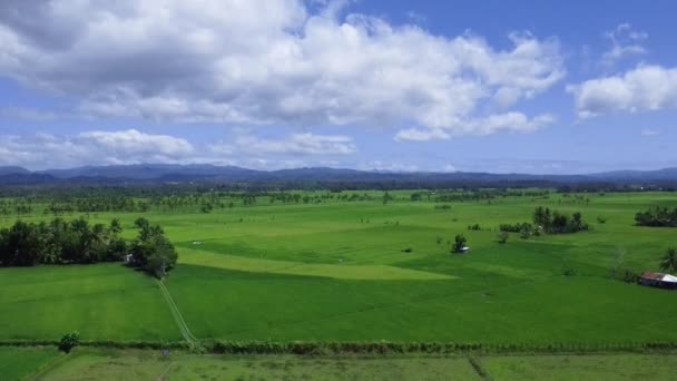 Luftaufnahme Von Reisfeldern Asien — Stockvideo