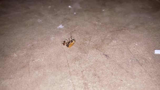Μυρμήγκι Τρώει Πυγολαμπίδα Πυγολαμπίδα Βρίσκεται Γκρι Φόντο — Αρχείο Βίντεο