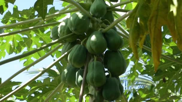 Frutos Papaya Árbol Frutas Tropicales — Vídeo de stock