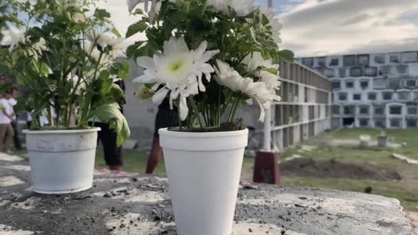Fleurs Fraîches Dans Des Pots Dans Cimetière Philippin — Video