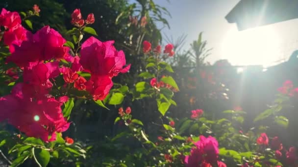 Blommande Bougainvillea Trädgården Mot Bakgrund Solljus — Stockvideo