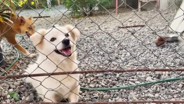 Σκυλιά Πίσω Από Φράχτη Φράχτης Αλυσοειδούς — Αρχείο Βίντεο