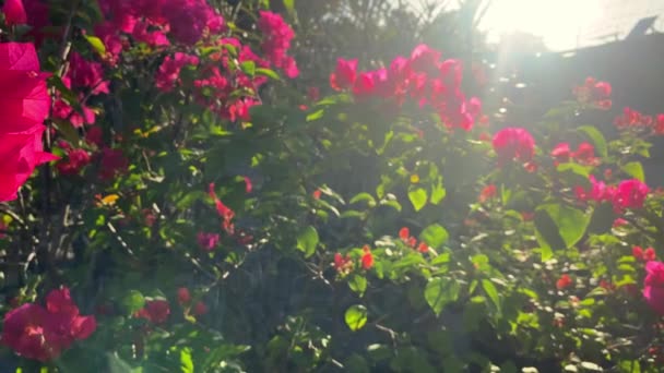 Florescendo Bougainvillea Jardim Contra Pano Fundo Luz Solar — Vídeo de Stock