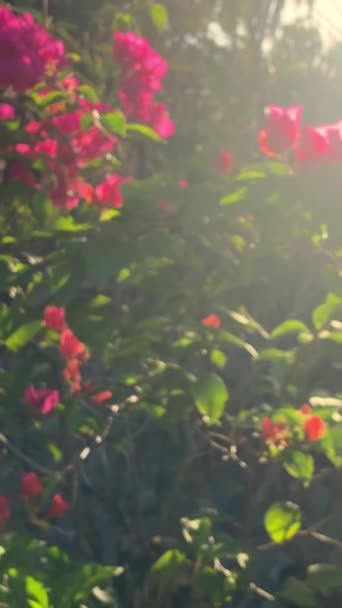 Florescendo Bougainvillea Jardim Contra Pano Fundo Luz Solar — Vídeo de Stock