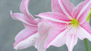 Gri arkaplanda beyaz pembe büyük güzel zambak çiçekleri.