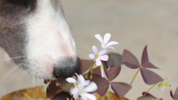 这只狗嗅到了牛的花 狗鼻子嗅得紧紧的 — 图库视频影像