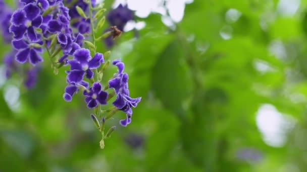 Flores Duranta Púrpura Goteo Rocío Dorado Balancearse Viento Sobre Fondo — Vídeo de stock