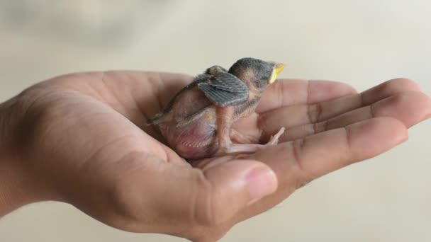 Kleiner Babyvogel Der Aus Einem Nest Der Handfläche Eines Menschen — Stockvideo