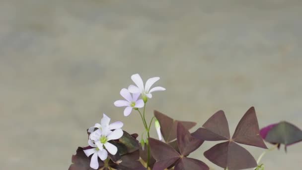 Біла Квітка Оксалісу Фіолетовими Листям Сірому Фоні Квітка Щастя — стокове відео