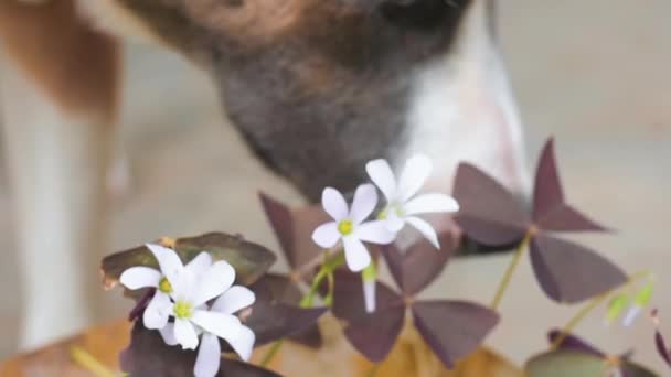 Câinele Adulmecă Flori Oxalizate Nasul Câinelui Miroase Aproape — Videoclip de stoc