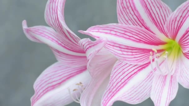 Fehér Rózsaszín Nagy Gyönyörű Liliom Virágok Egy Szürke Háttér — Stock videók