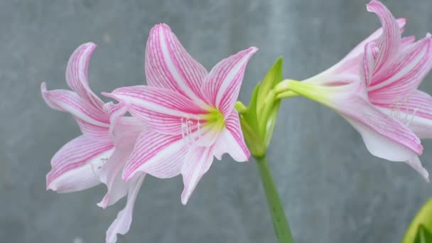 Gri Arkaplanda Beyaz Pembe Büyük Güzel Zambak Çiçekleri — Stok video