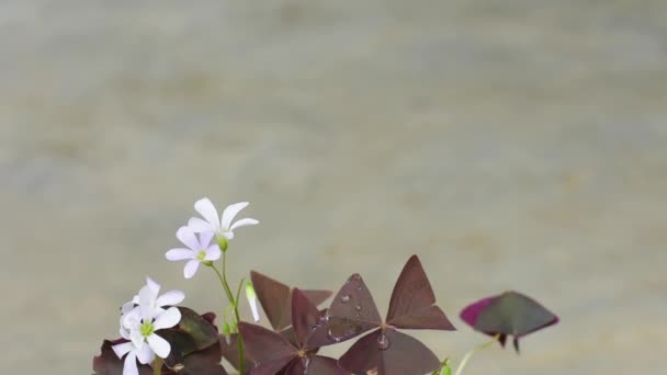 Λευκό Λουλούδι Οξαλής Μωβ Φύλλα Γκρι Φόντο Λουλούδι Της Ευτυχίας — Αρχείο Βίντεο