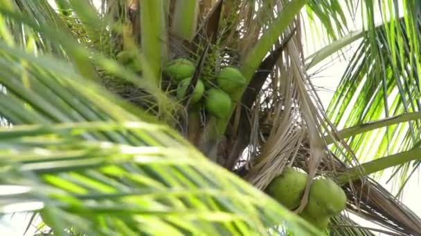 Kokosnötter Palm Nära Upp Mot Bakgrund Palmblad — Stockvideo