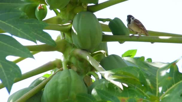 Sparrow Sits Papaya Tree Papaya Fruit — Stock Video