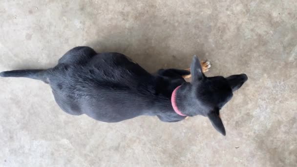Вид Сверху Беременную Собаку Большим Животом Лежащим Полу — стоковое видео