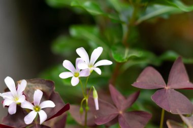 Yeşil arka planda mor yapraklı beyaz oksalis çiçeği. Mutluluk çiçeği. 