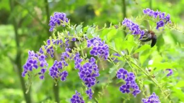 Büyük marangoz arısı mor çiçeklerden polen toplar. Bitki tozlaşması, Xylocopa.