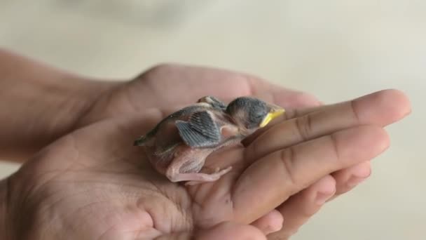 Kleiner Babyvogel Der Aus Einem Nest Der Handfläche Eines Menschen — Stockvideo