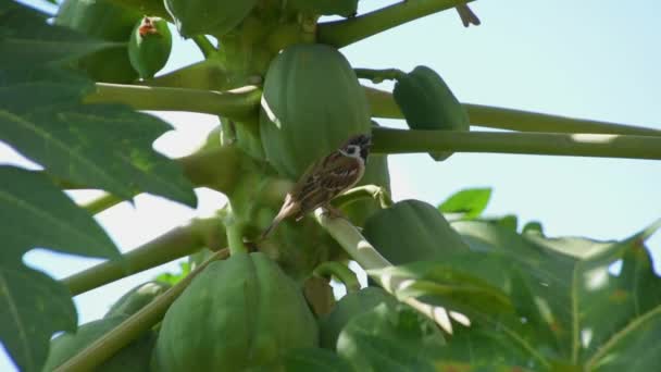 Passero Siede Albero Papaia Frutta Papaia — Video Stock