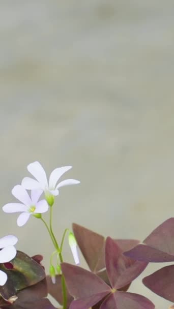 Witte Oxalis Bloem Met Paarse Bladeren Een Grijze Achtergrond Bloem — Stockvideo