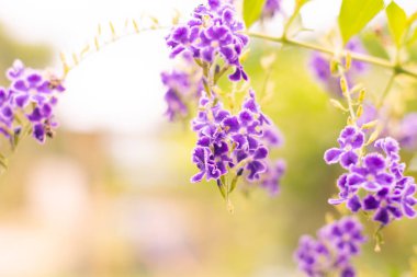 Mor duranta çiçekleri Güneşli bir zeminde altın çiy damlası.