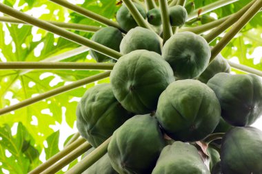 Ağaçtaki Papaya meyveleri. Tropik meyveler. 