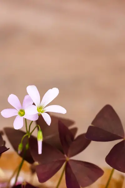 white oxalis flower with purple leaves on a peach background. Flower of happiness.