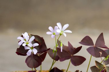 white oxalis flower with purple leaves on a gray background. Flower of happiness.  clipart