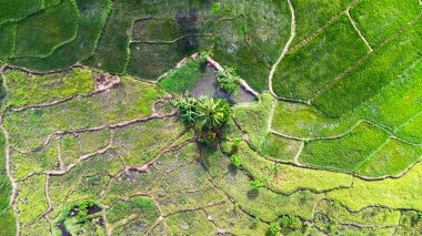 Asya 'daki pirinç tarlalarının havadan görünüşü.