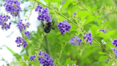 Büyük bir yaban arısı mor çiçeklerden polen toplar. Bitki tozlaşması