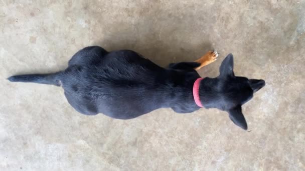 Ovanifrån Gravid Hund Med Stor Mage Liggande Golvet — Stockvideo