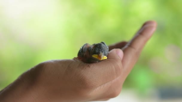 Klein Vogeltje Palm Van Een Persoon Nestvogel — Stockvideo