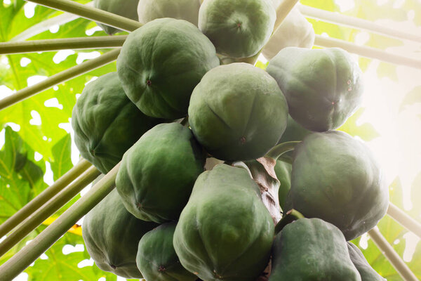 Плоды папайи на дереве. Тропические плоды. 