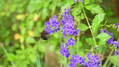 Büyük bir yaban arısı mor çiçeklerden polen toplar. Bitki tozlaşması