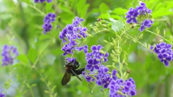 大きなバンブルビーは紫の花から花粉を集めます 植物の受粉 — ストック動画