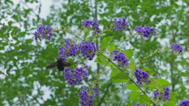 Büyük bir yaban arısı mor çiçeklerden polen toplar. Bitki tozlaşması