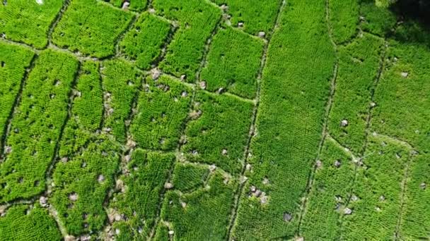 空中俯瞰稻田 稻田里的大石头 — 图库视频影像