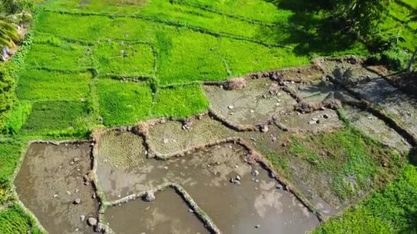 Aerial View Rice Fields Large Stones Rice Fields — Stock Video