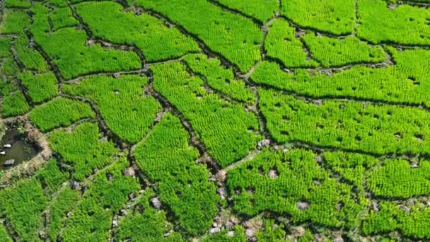 Pirinç Tarlalarının Havadan Görünüşü Pirinç Tarlalarında Büyük Taşlar — Stok video