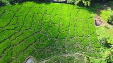 Pirinç tarlalarının havadan görünüşü. Asya