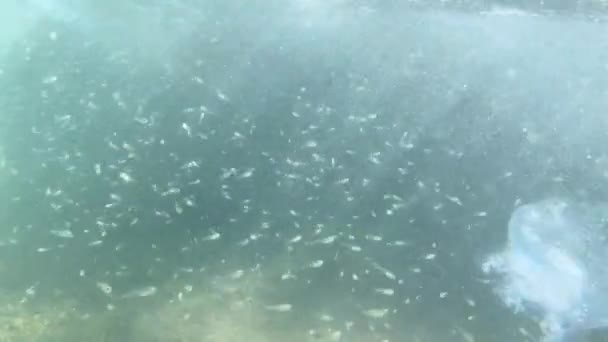 Peixe Fritar Comer Água Viva Morta Mar Enquanto Balançando Sobre — Vídeo de Stock
