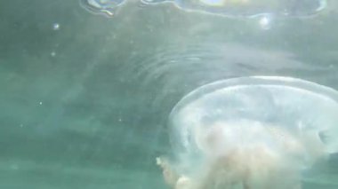 Denizin yüzeyine yakın denizanaları güneş ışınlarıyla içinden geçer..