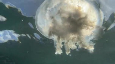 Denizin yüzeyine yakın denizanaları güneş ışınlarıyla içinden geçer..