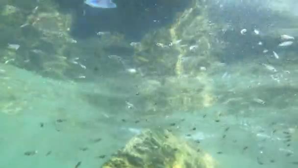 鱼在海面附近油炸 阳光穿过水面 — 图库视频影像