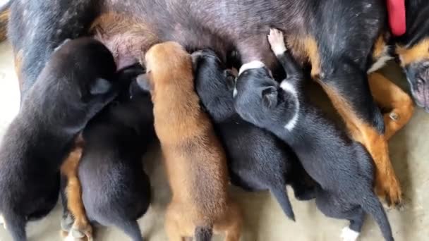 Hond Geeft Haar Puppies Borstvoeding Verpleegkundige Puppies — Stockvideo