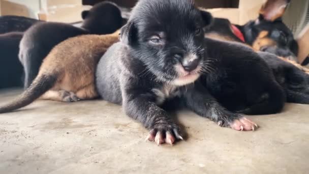 Hond Geeft Haar Puppies Borstvoeding Verpleegkundige Puppies — Stockvideo