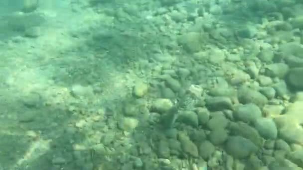 パッファ魚が海の底で泳いでいる — ストック動画